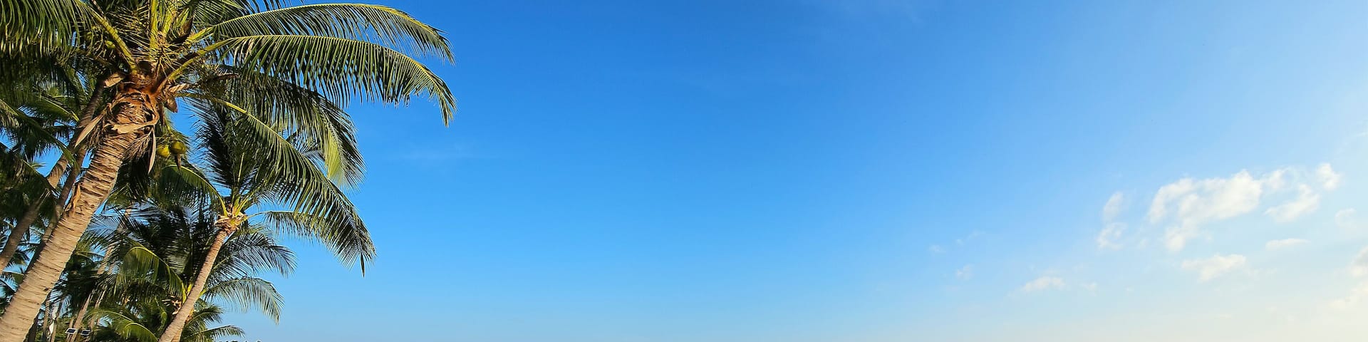 A sandy beach with palm trees and calm sea under a clear blue sky.