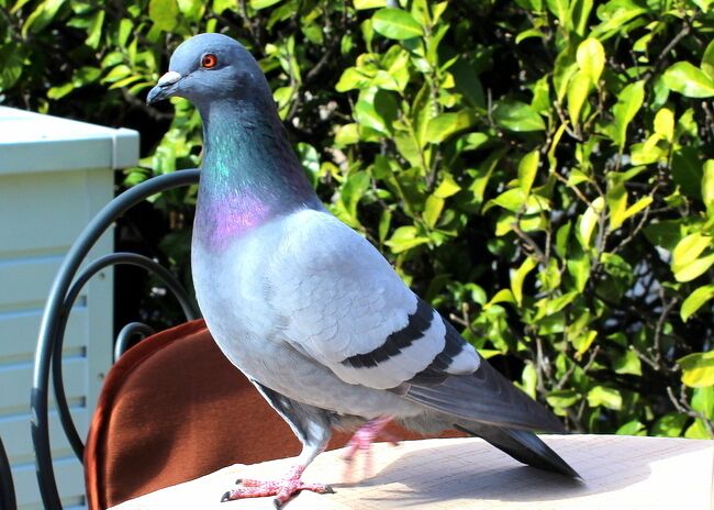 Pigeon coming after my lunch..