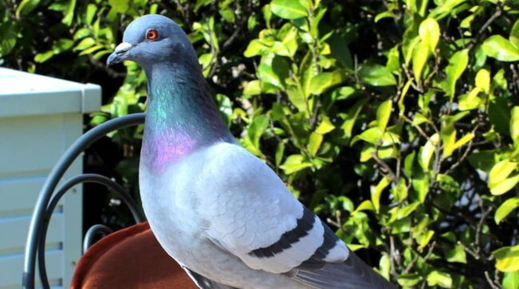 Pigeon coming after my lunch..