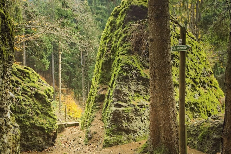 A forest trail with moss-covered rocks and a signpost indicating a nature trail.