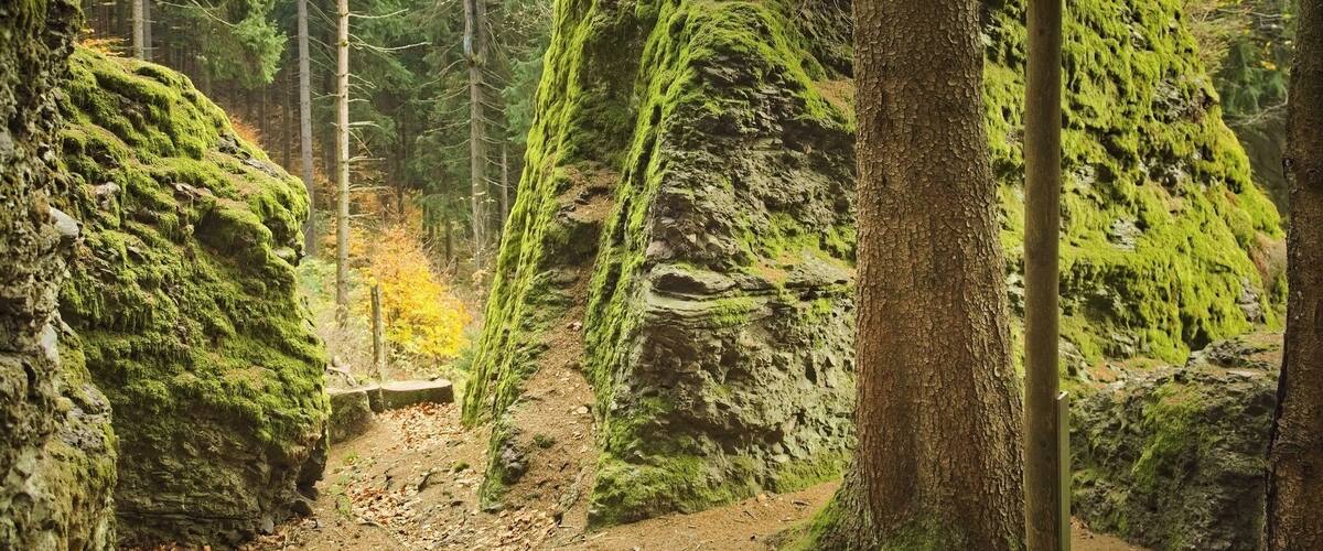 A forest trail with moss-covered rocks and a signpost indicating a nature trail.