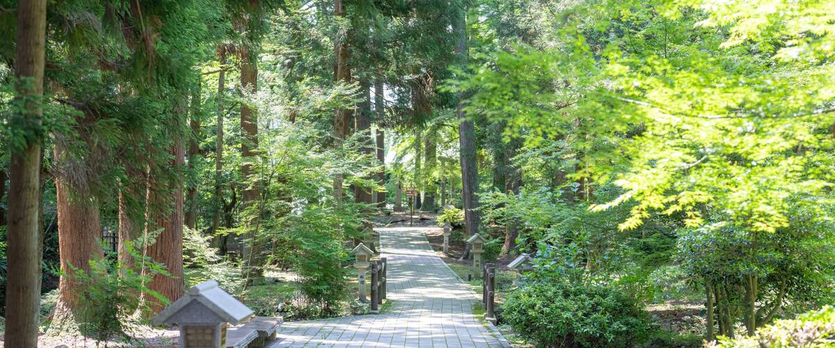 A wooden pathway through a forest with tall trees and a stone lantern.