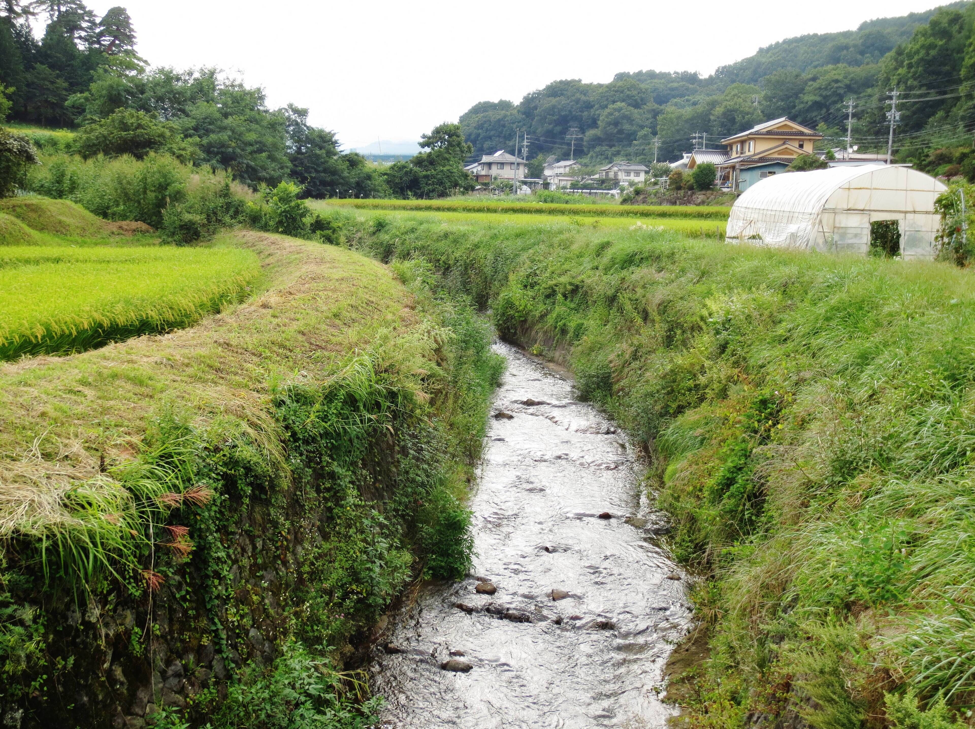 A narrow stream flowing through terraced rice fields, surrounded by lush greenery and traditional houses.