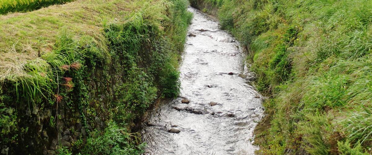 A narrow stream flowing through terraced rice fields, surrounded by lush greenery and traditional houses.