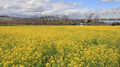 This is one of the special places in Nagano with blossom of both sakura and rape flower. However, due to the early coming of hot weather, most sakura has already fallen and it is the now best time of blossom of rape flower.