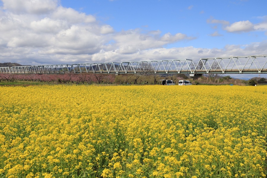 This is one of the special places in Nagano with blossom of both sakura and rape flower. However, due to the early coming of hot weather, most sakura has already fallen and it is the now best time of blossom of rape flower.
