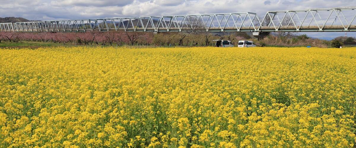 A bridge over a field of yellow flowers.