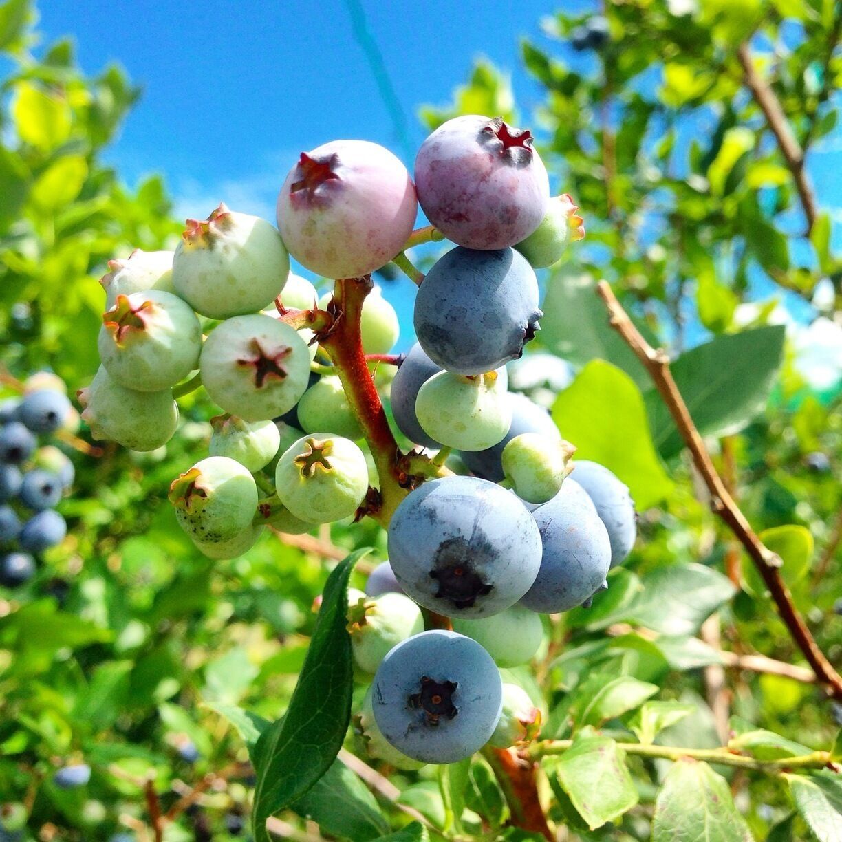 Blueberry hunting!
I harvested 5 kilos♪( ´▽｀)