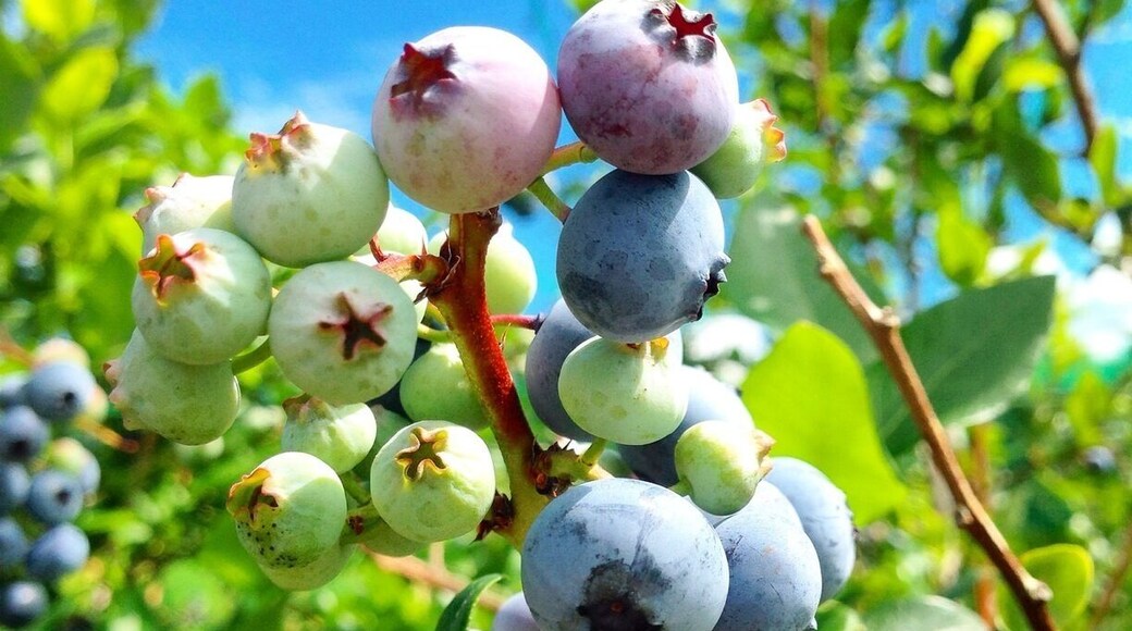 Blueberry hunting!
I harvested 5 kilos♪( ´▽`)