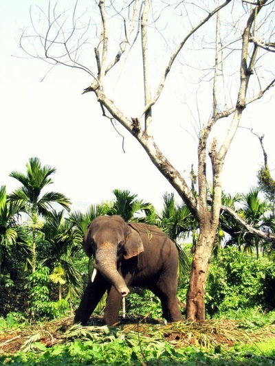 Elephant Kraal where they tame wild elephants. #LifeAtExpedia!