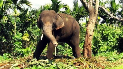 Elephant Kraal where they tame wild elephants. #LifeAtExpedia!