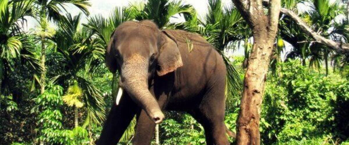 An elephant standing next to a tree in a lush green environment.