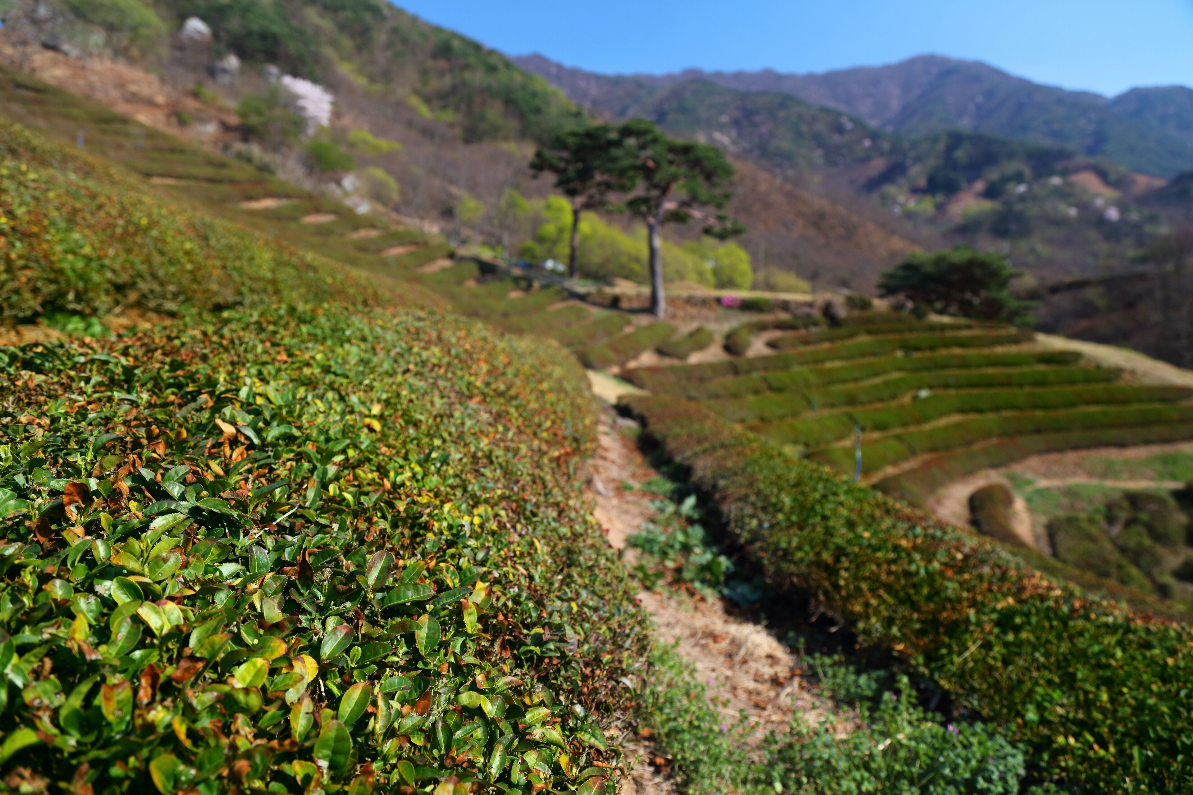 Tea fields in Hwagae, South Korea