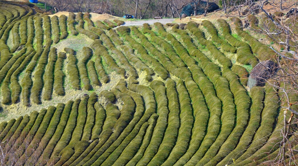 Tea farm in Hwagae, South Korea