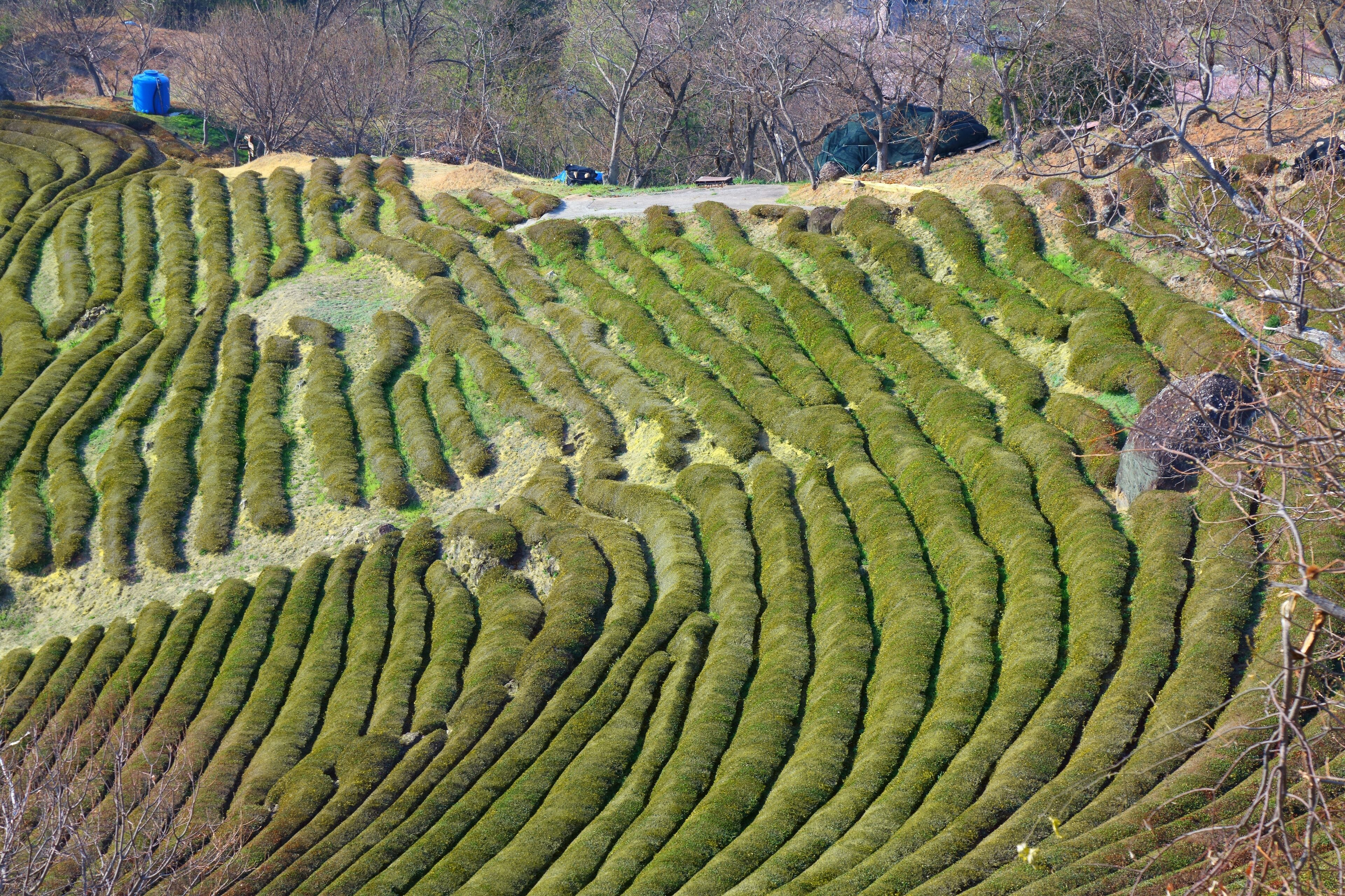 Terraced fields with a winding path in the background.