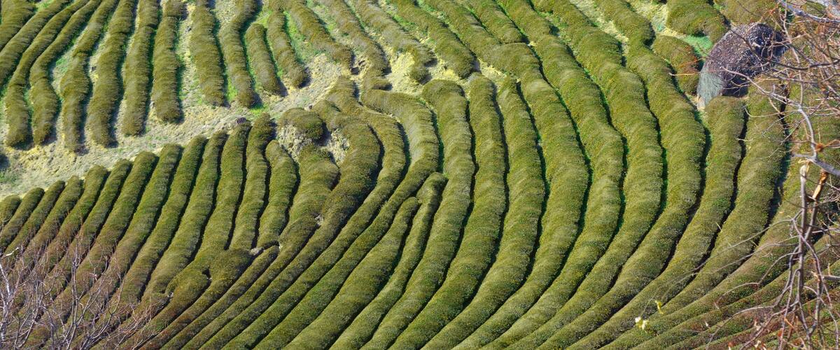 Terraced fields with a winding path in the background.