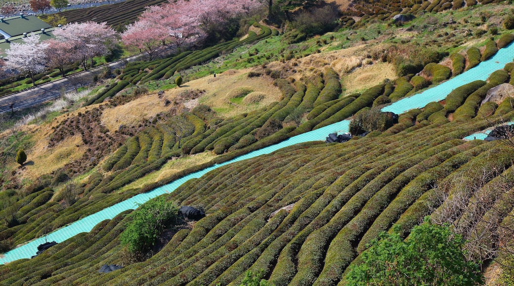 Tea fields in Hwagae, South Korea