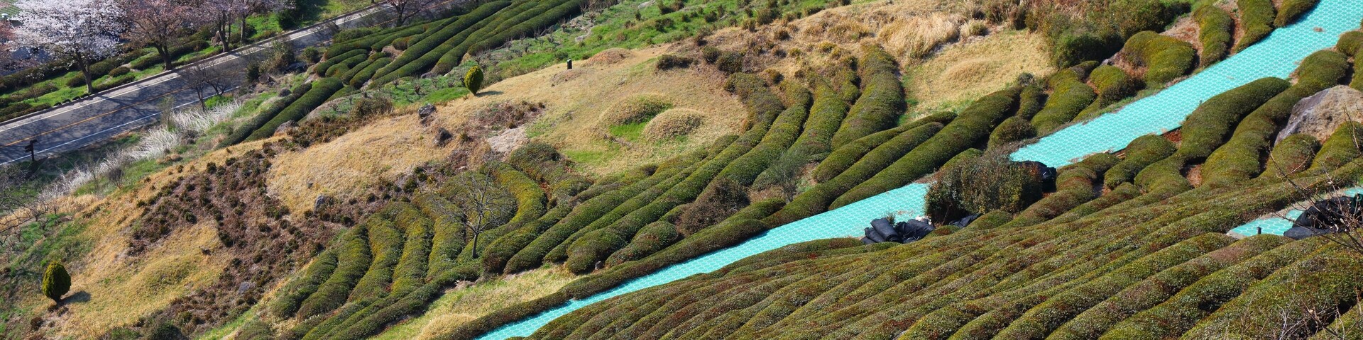 Tea fields in Hwagae, South Korea