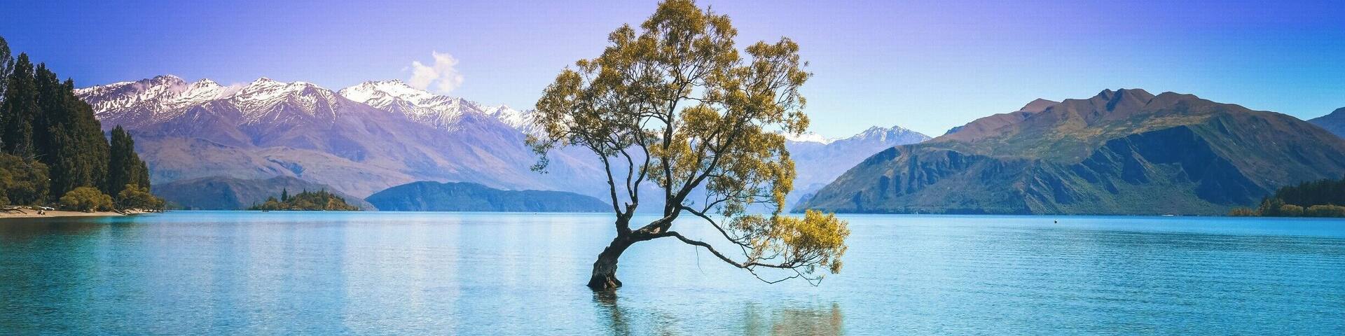 The Lone Tree can be seen right of the Wanaka Lake. It is a tree full of characteristics and a gorgeous scenery surrounding it. The aura around this location and the country is unreal. #BvSApplication