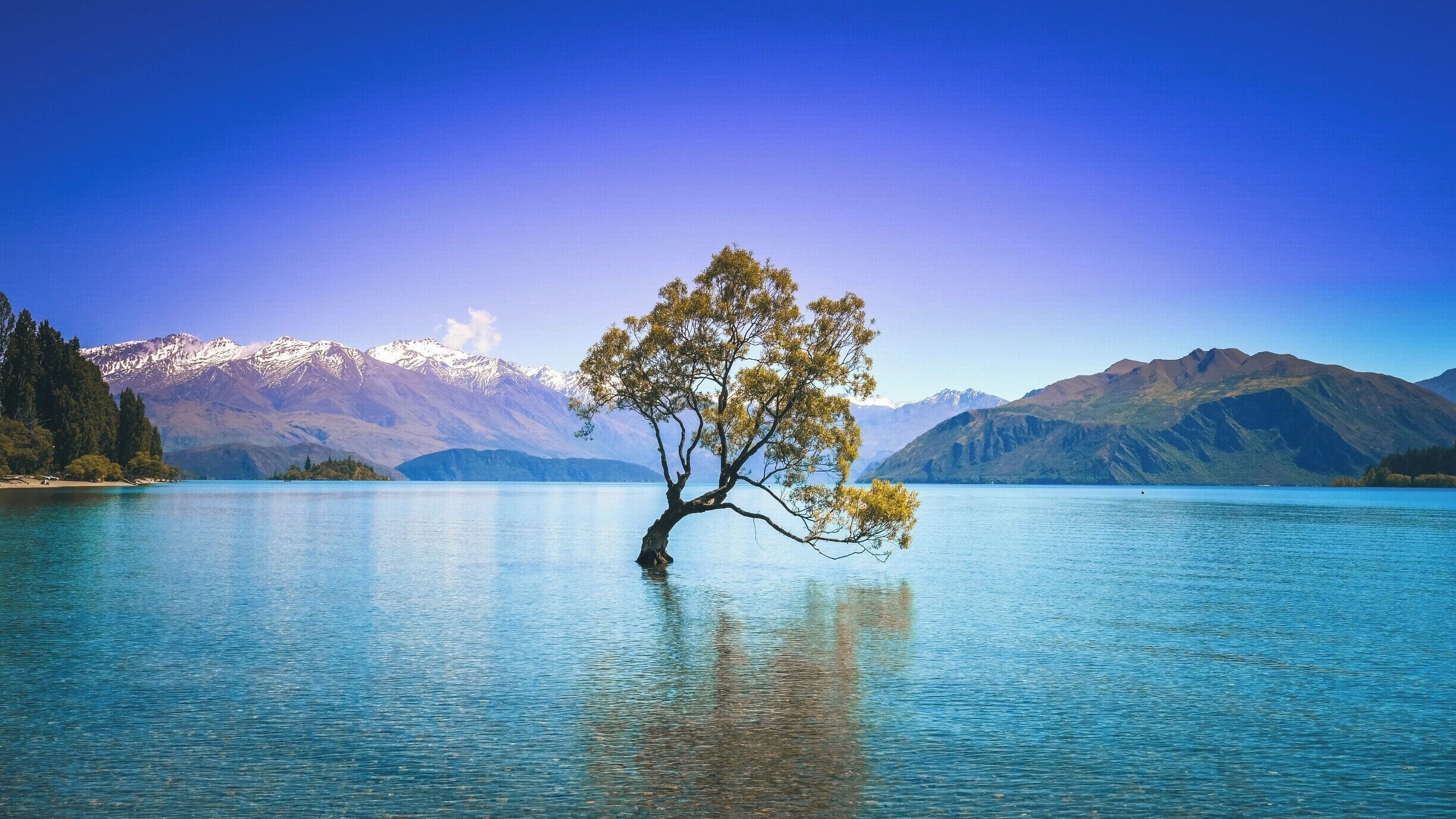 A lone tree in a calm lake with mountains in the background.