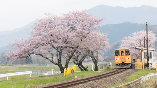 Cherry blossoms and trains / Gifu Prefecture Motosu Koumi Station