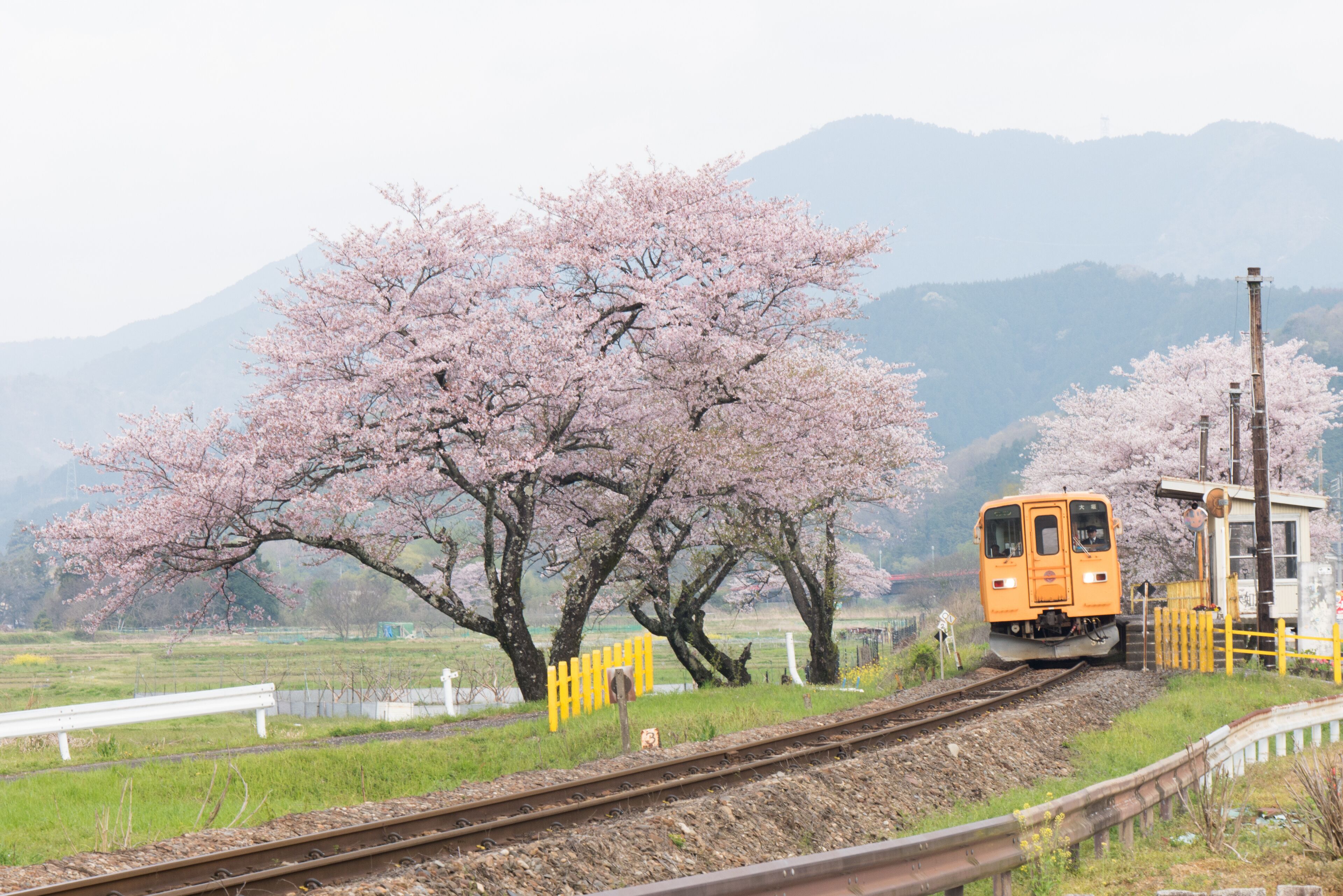 A train on tracks with cherry blossom trees in the background.