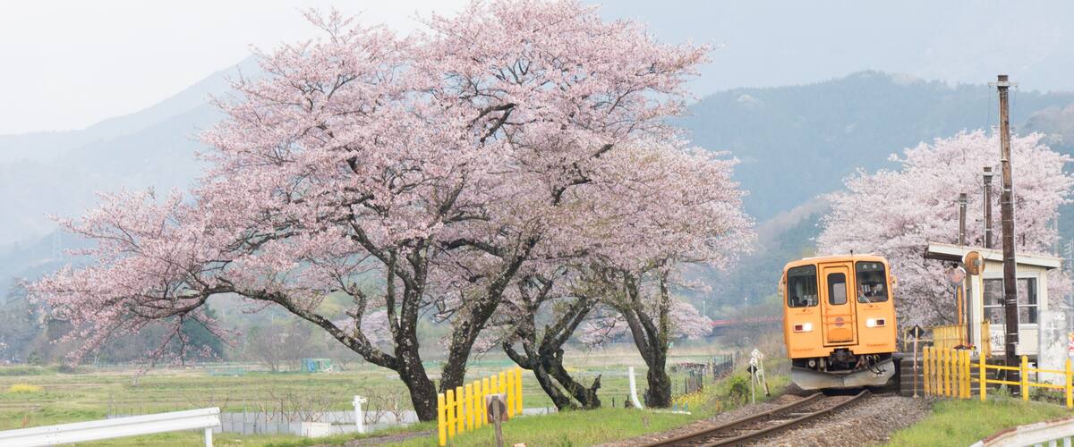 A train on tracks with cherry blossom trees in the background.