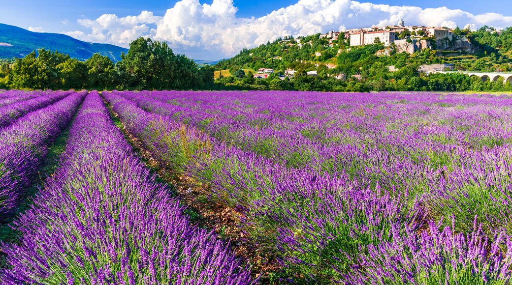 Sault, France - Provence lavender field scenic french village.