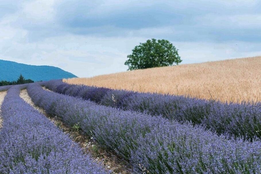 [NEW BLOG] We know it's late for this year but is traveling during the lavender season in Provence on your dream list? 
This July, we went road tripping around this region of #France. The fields are quite spread out. Luckily we took notes and this blog will guide you on how to explore the lavender fields to make the best of your time. Grab a cuppa and start planning your #provence trip right away 😍😍 #linkinbio👆