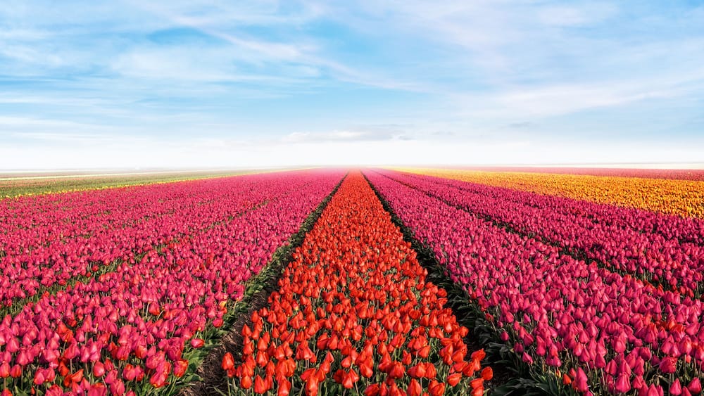 Ein weites Tulpenfeld mit Reihen aus roten, rosa und gelben Blüten unter blauem Himmel.
