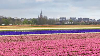 Sacred Heart of Jezus church and Tulip fields in De Zilk town, The Netherlands.