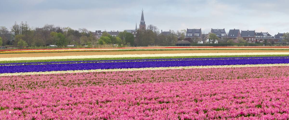A tulip field with rows of pink, purple, and white flowers. In the background, there are houses and a church tower.