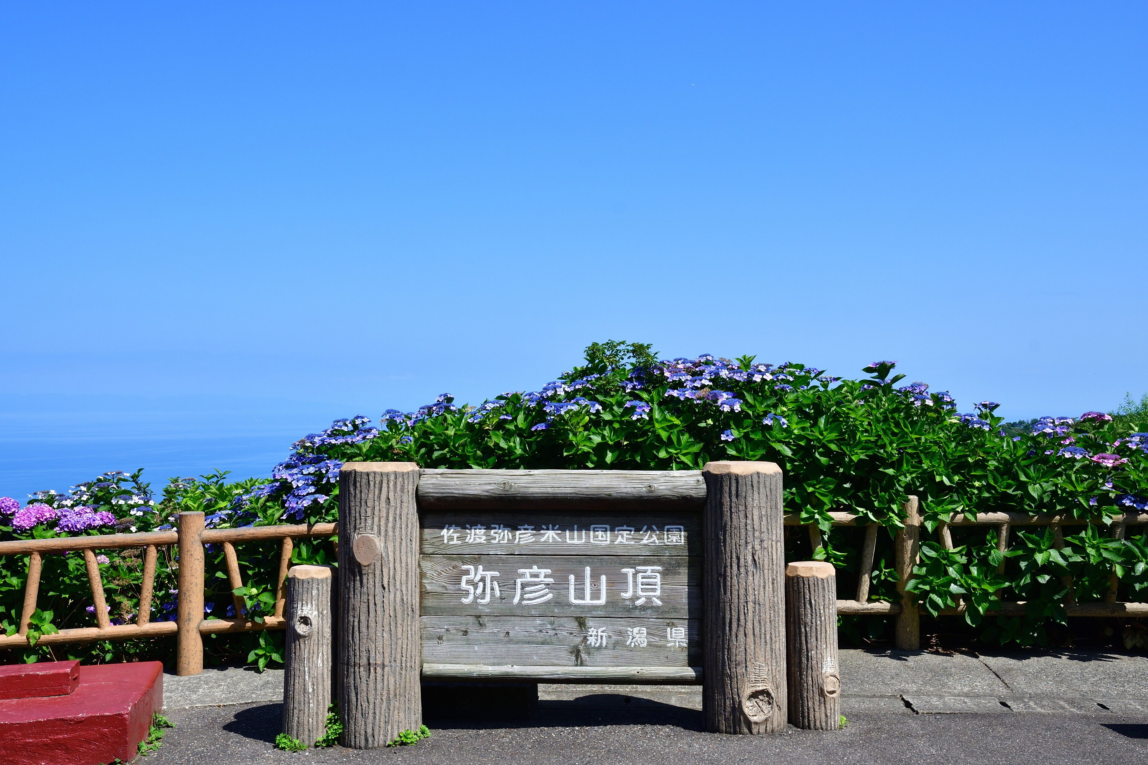 弥彦山山頂とアジサイ（新潟県）