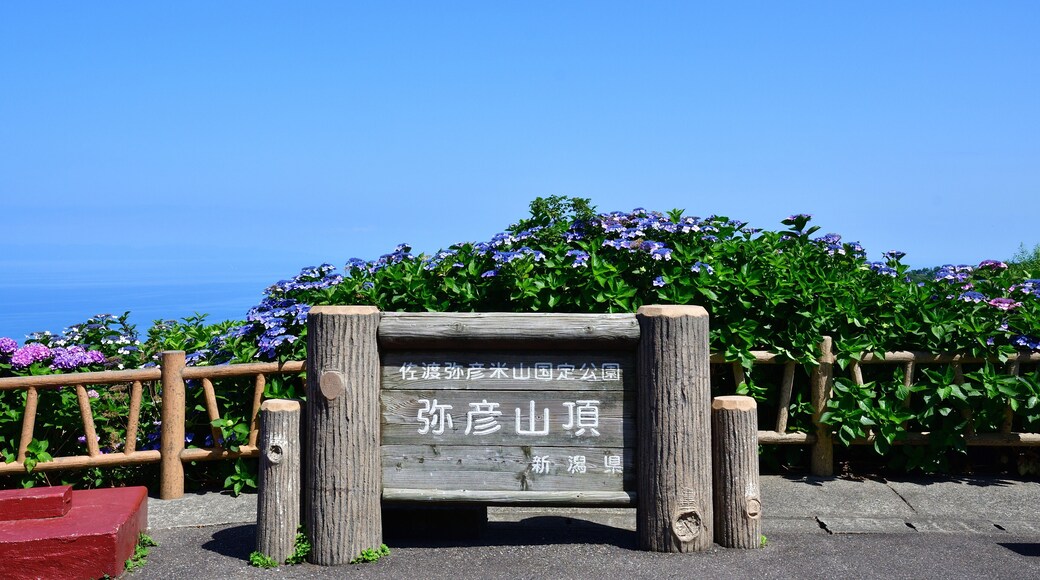 弥彦山山頂とアジサイ(新潟県)