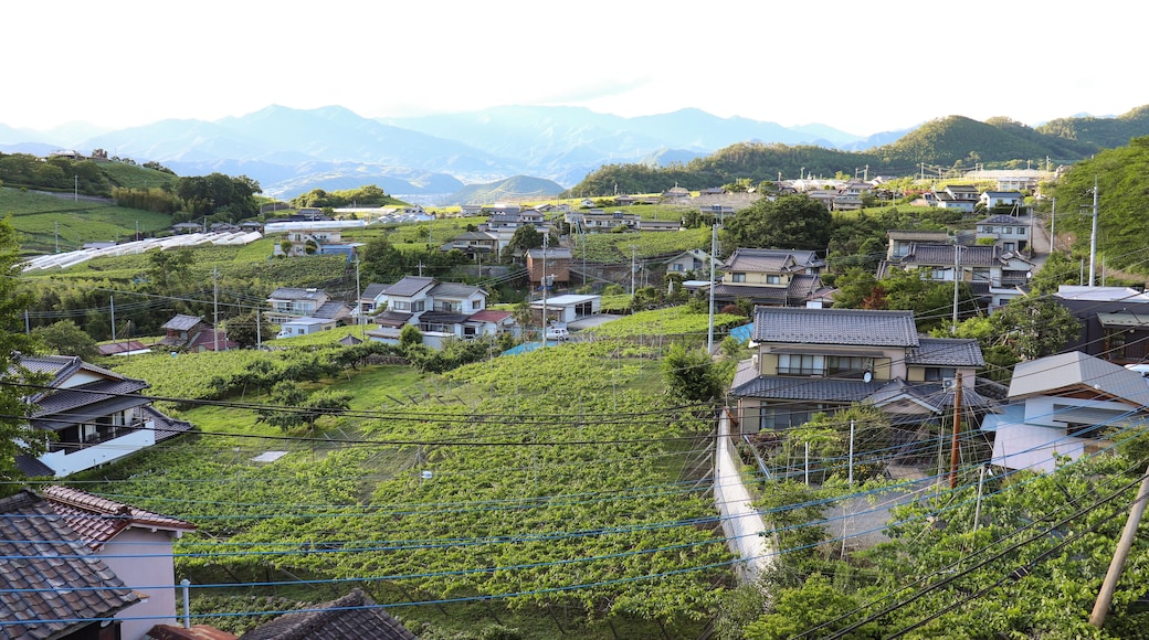 Koshu