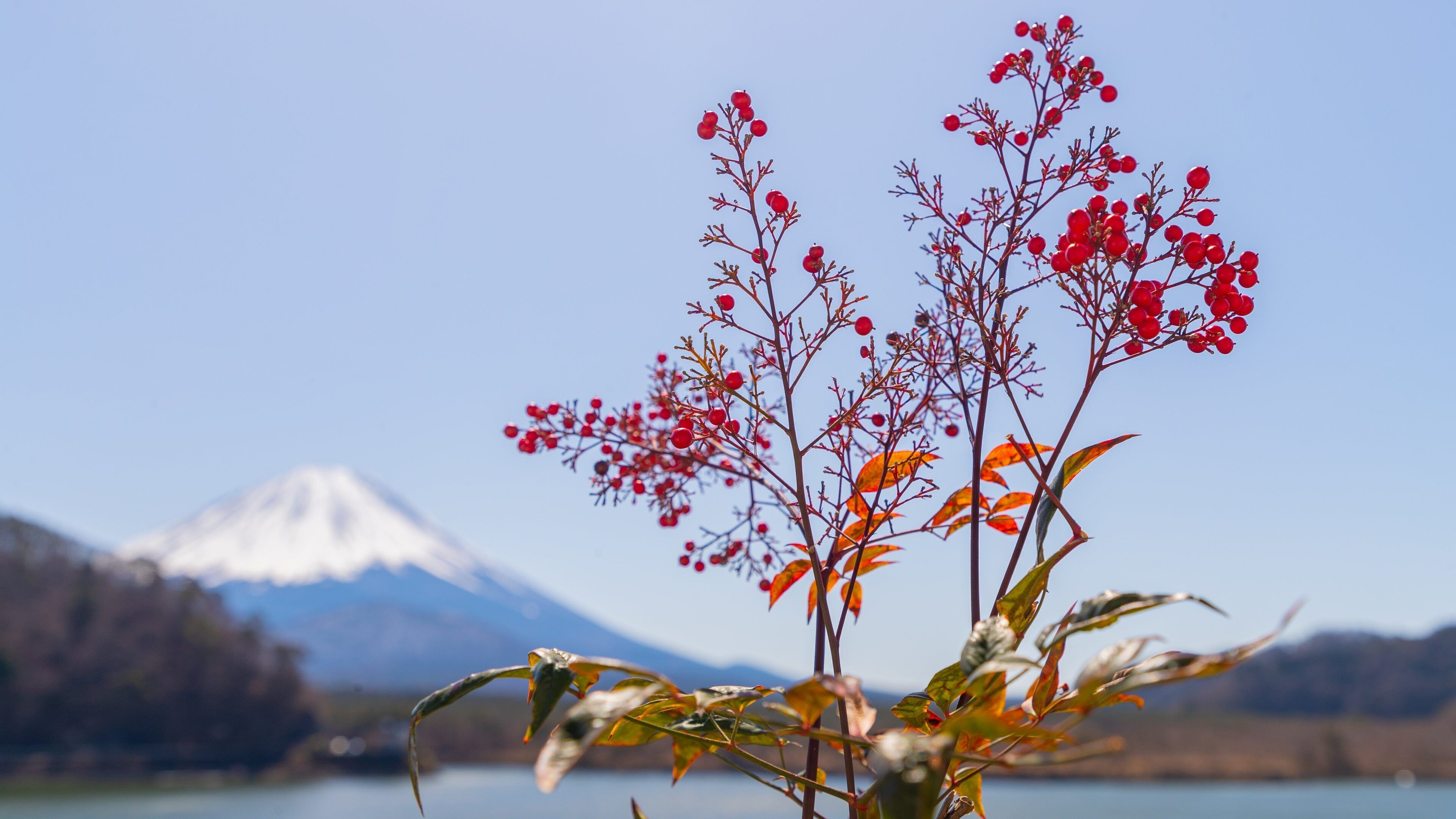 Lake Shojiko which includes a lake or waterhole and wildflowers