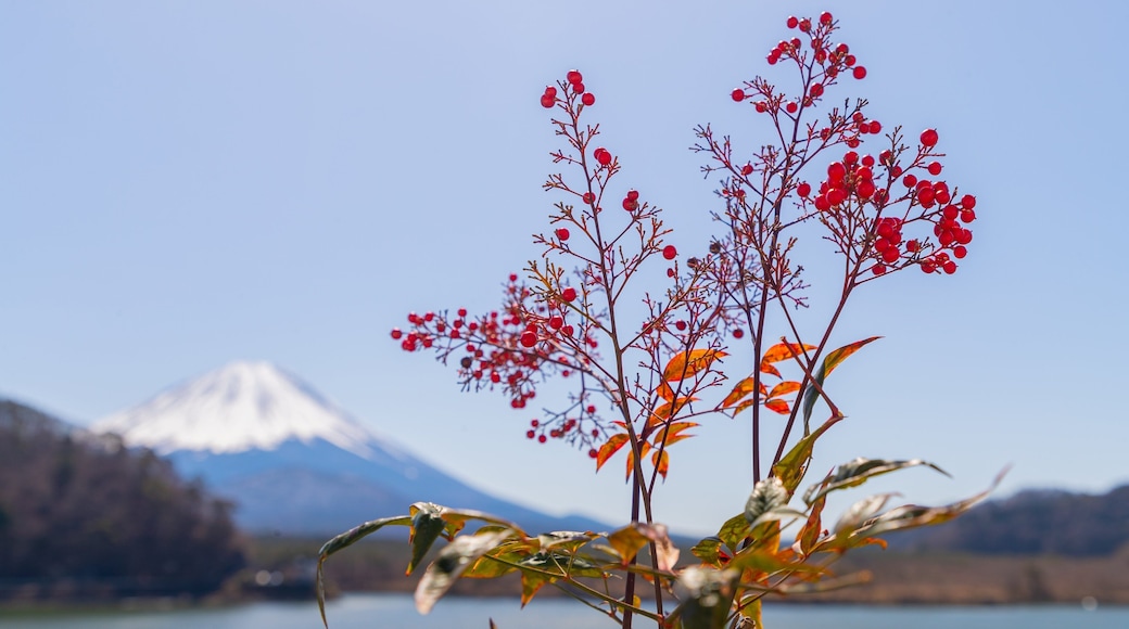 Lake Shojiko which includes a lake or waterhole and wildflowers