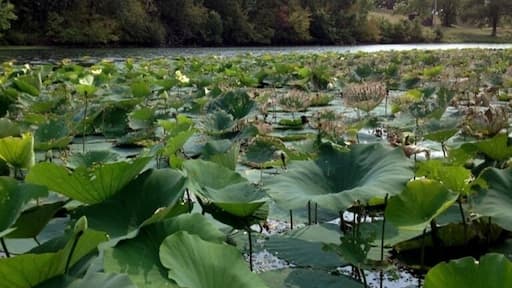 Campgrounds, hiking trails, and a small beach on the lake.