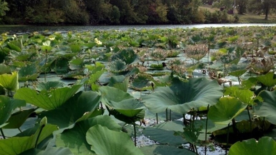 Campgrounds, hiking trails, and a small beach on the lake.