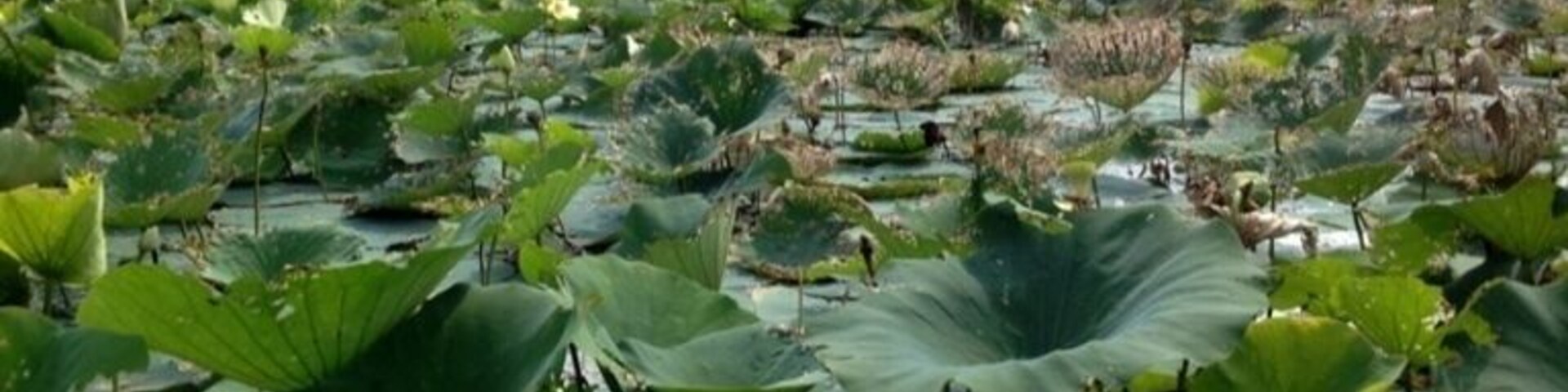 Campgrounds, hiking trails, and a small beach on the lake.