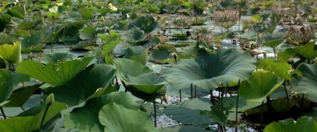 A pond with lily pads and water lilies surrounded by trees.