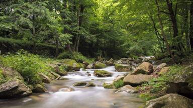 A forest stream with rocks and lush greenery.