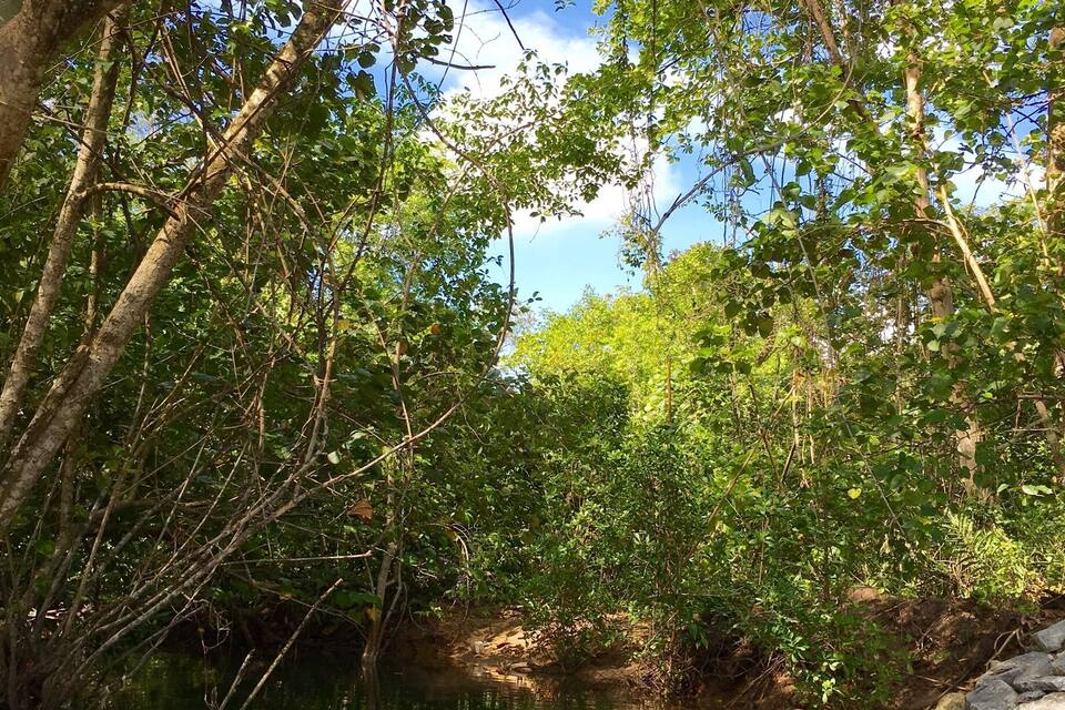 Un fiume tranquillo circondato da una fitta vegetazione e alberi.