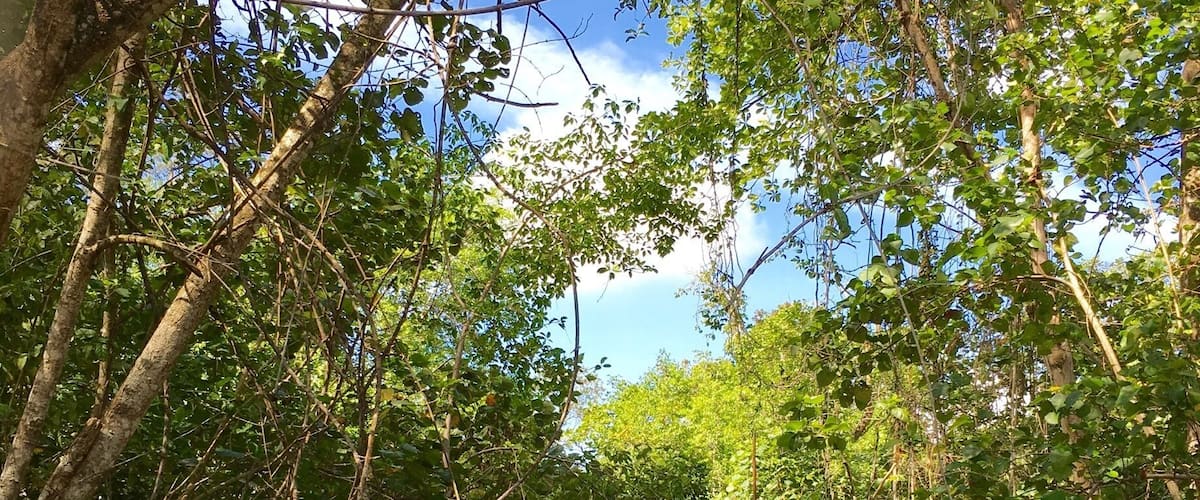 A serene river surrounded by dense foliage and trees.