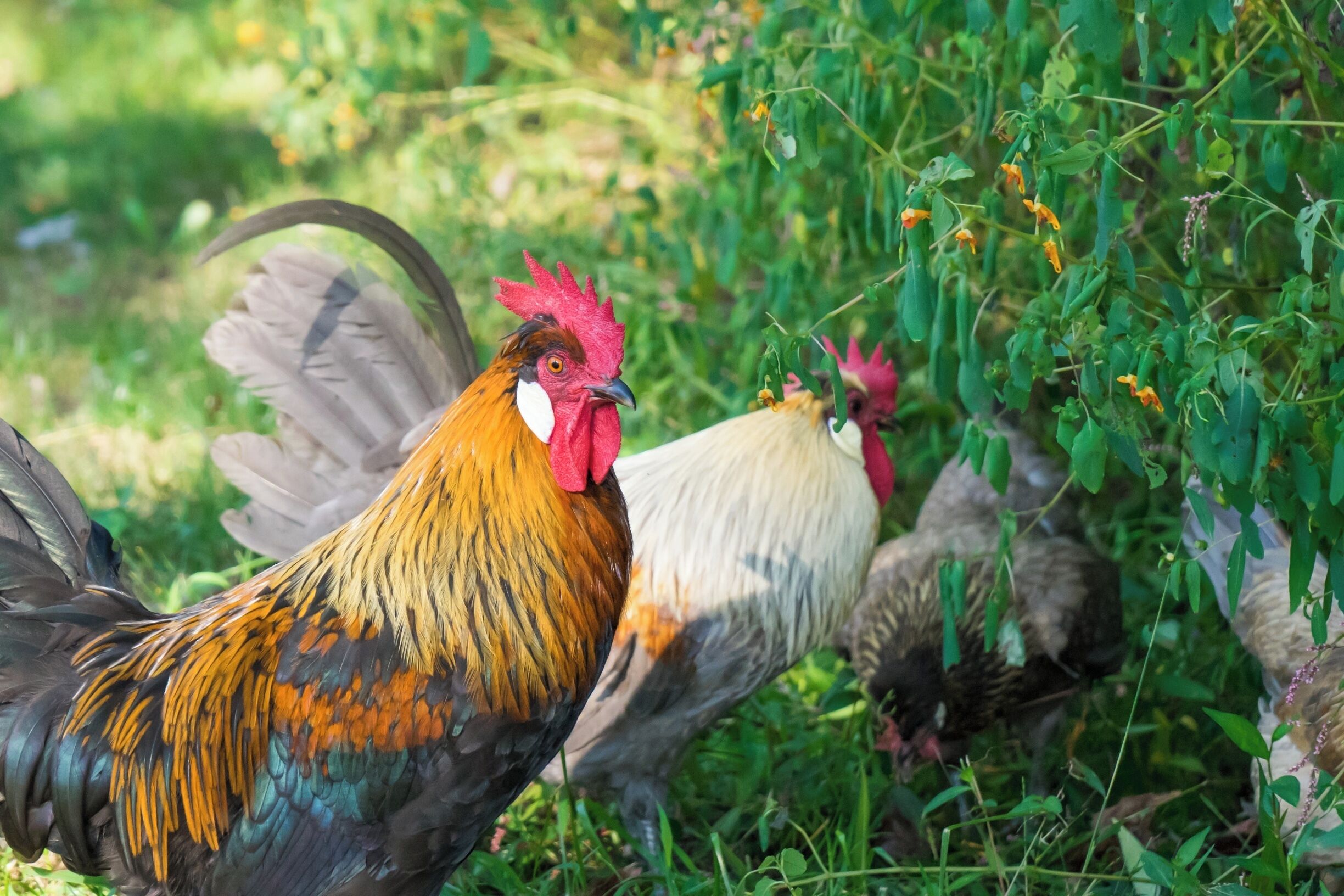 A collection of rare Icelandic chickens provide the eggs for breakfast.