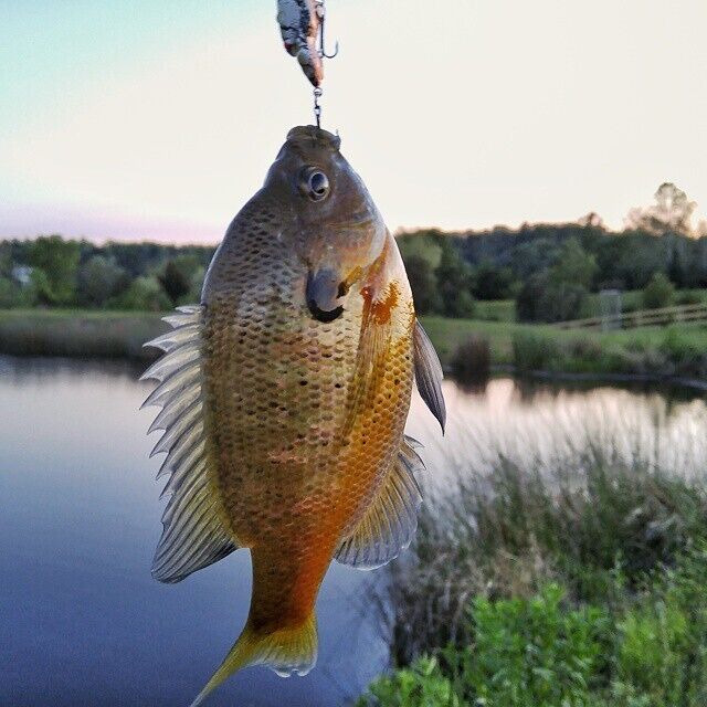 Fishing in the fully stocked pond at Walden Hall
