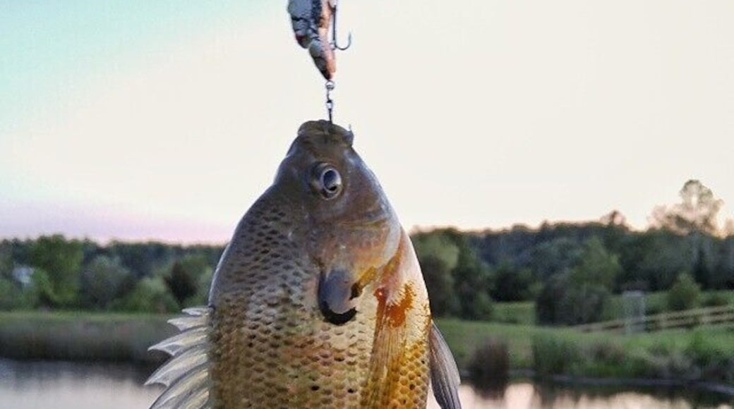 Fishing in the fully stocked pond at Walden Hall
