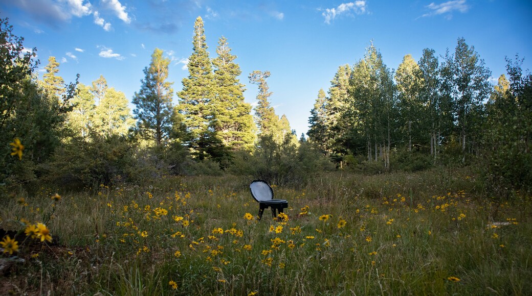 Camping toilet, field tall grass, yellow flowers, trees, bright sky.