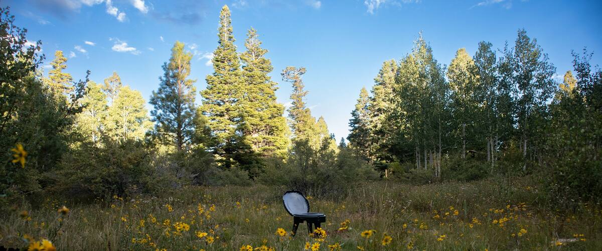 A chair in a field of yellow flowers with tall trees in the background.