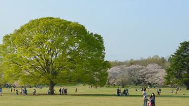 big tree in park
